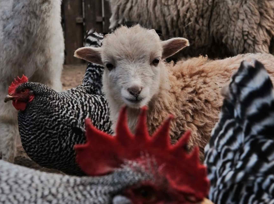Экоферма Красный Амбар